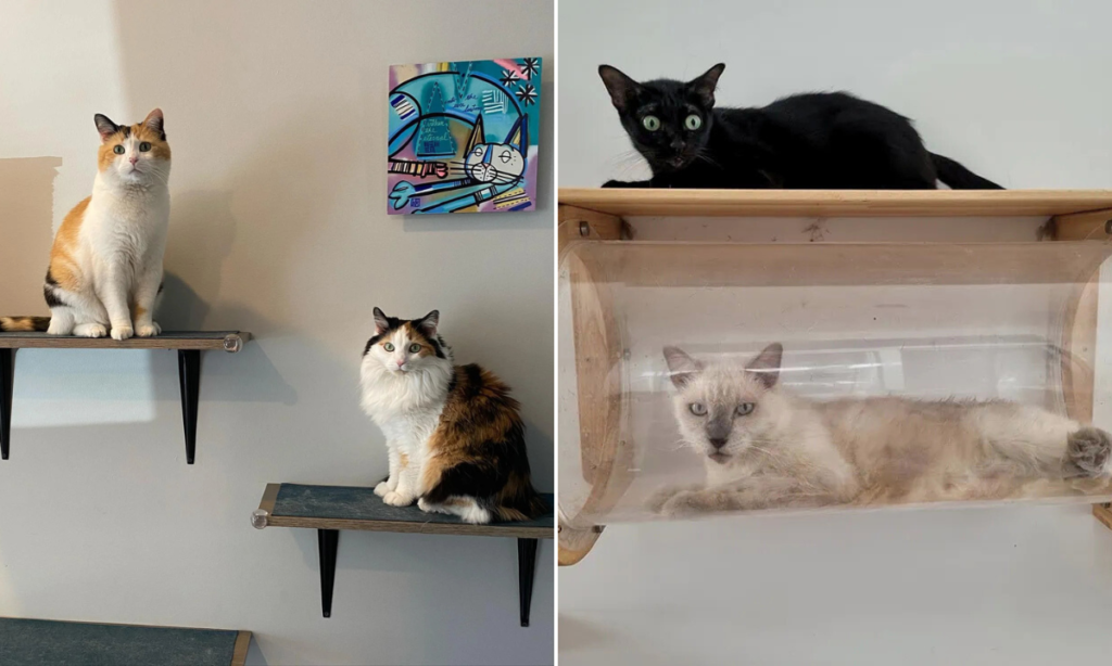 25 diy cat shelves